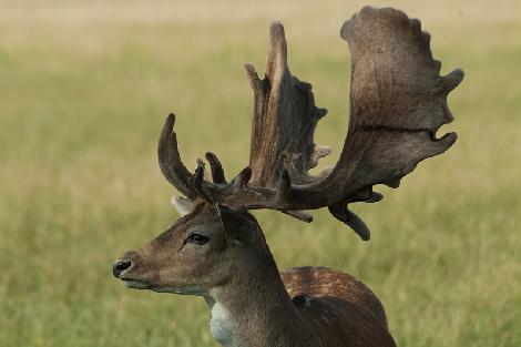 hodowla danieli jeleni ferma Polska