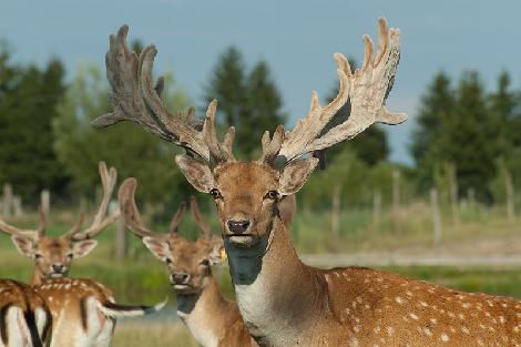 hodowla danieli jeleni ferma Polska