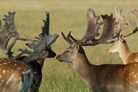 hodowla danieli jeleni ferma Polska