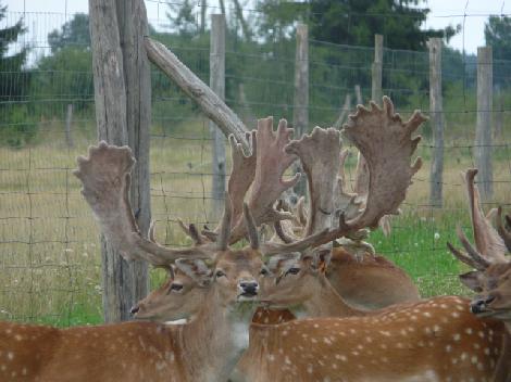 hodowla danieli jeleni ferma Polska