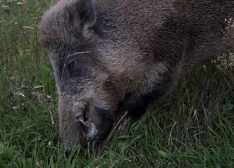 hodowla danieli jeleni ferma Polska