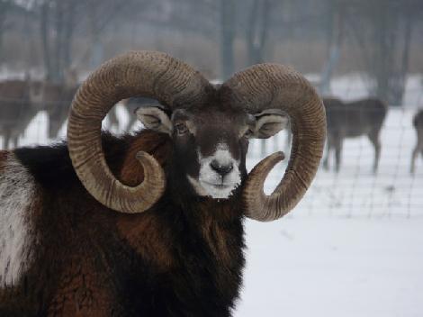 hodowla danieli jeleni ferma Polska