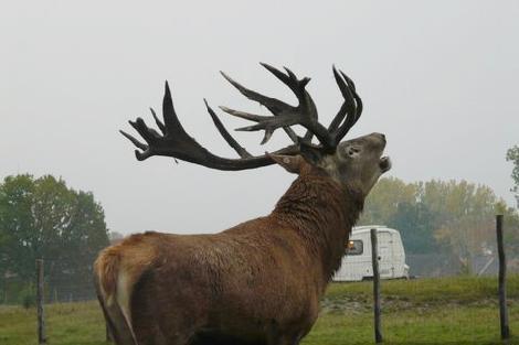 hodowla danieli jeleni ferma Polska