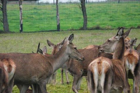 hodowla danieli jeleni ferma Polska