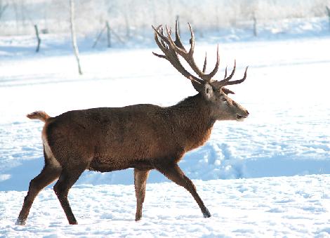 hodowla danieli jeleni ferma Polska