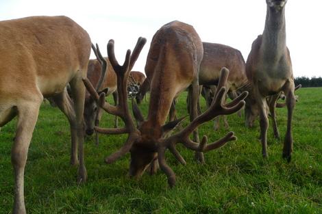hodowla danieli jeleni ferma Polska