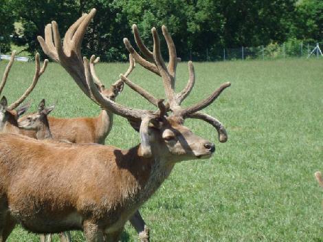 hodowla danieli jeleni ferma Polska